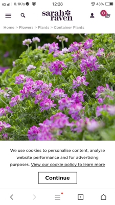 进口香草苗之*皱叶芳香天竺葵“粉卡”小苗/盆栽