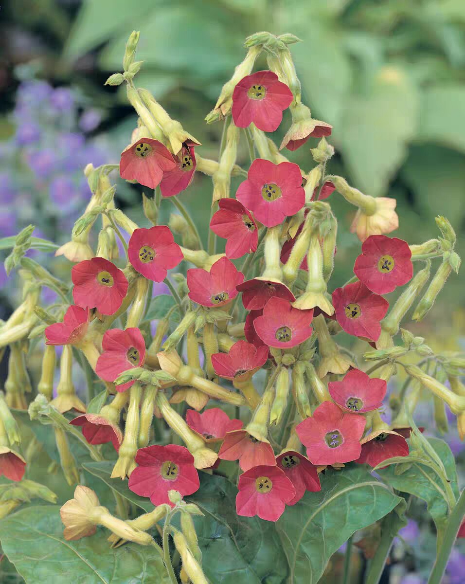 花烟草 小叮当 开花盆栽花期长抗病好绽放整个夏季