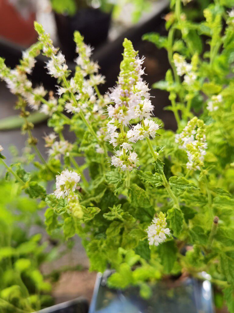 香草苗草莓薄荷