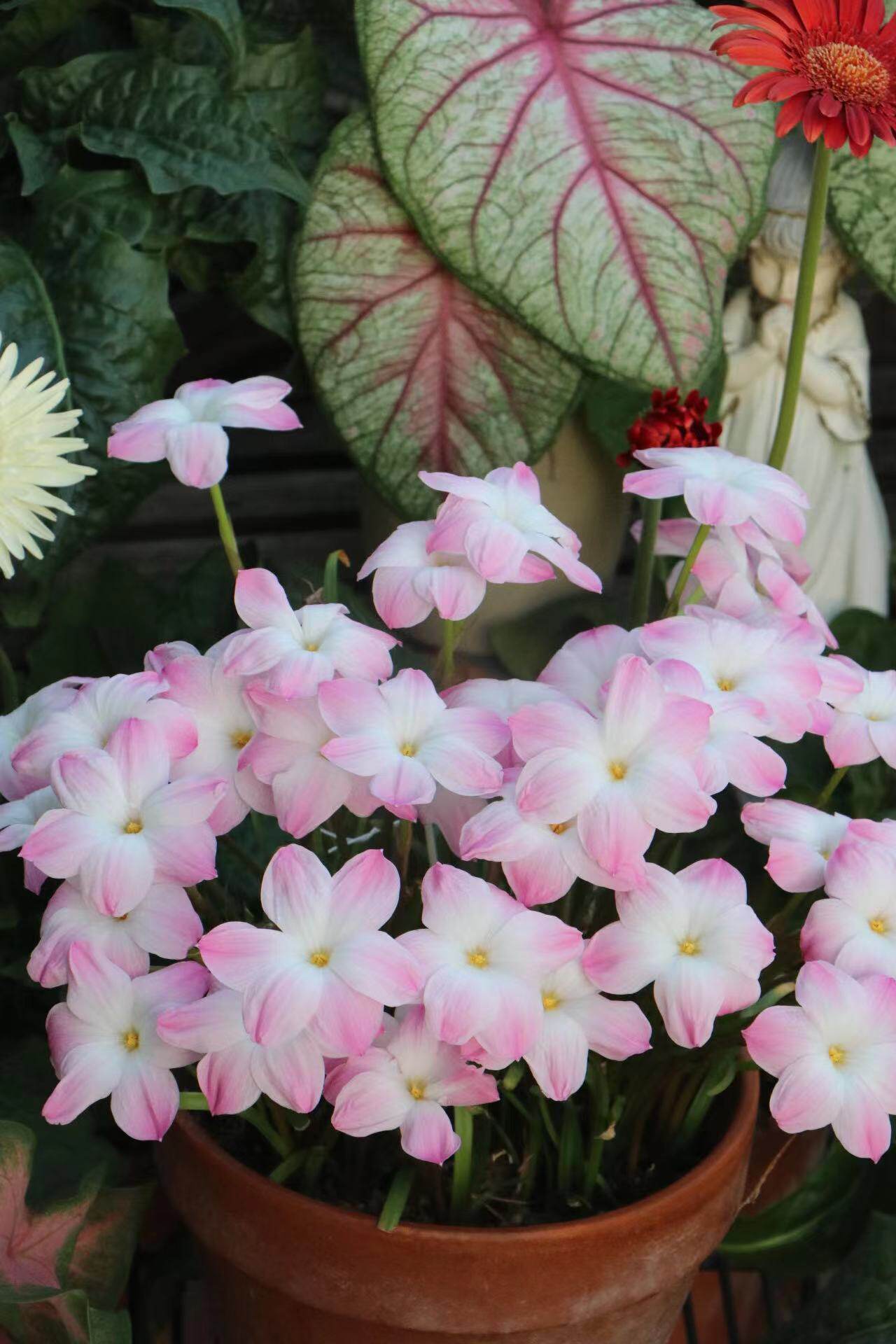 包邮风雨兰胖丽丽开花球13.9元30球现挖现发