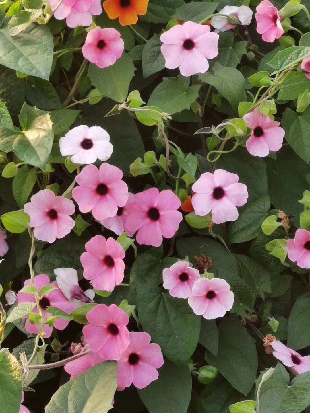 黑眼苏珊‘苏珊阳光’七色黑方苗花期春秋为主