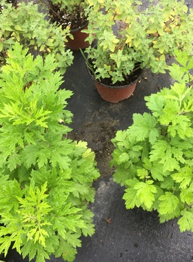 艾草黄金艾盆栽做饺子驱蚊安神熬粥泡茶