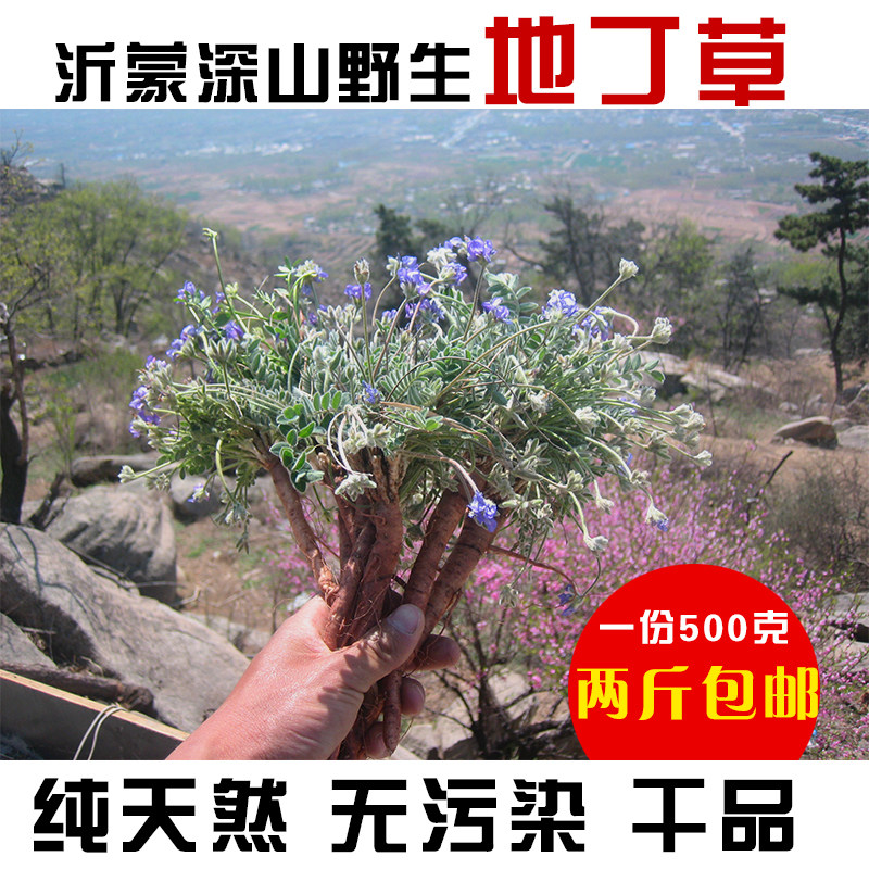 野生地丁草新鲜现挖鸡丁草深山甜地丁萝卜地丁米口袋老鼠布袋