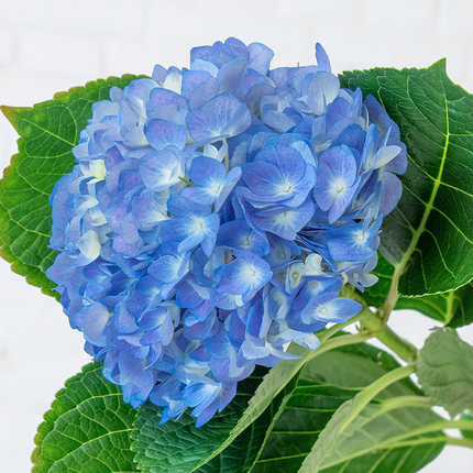 绣球花鲜花云南基地直发水养鲜切花混搭花束小众花材