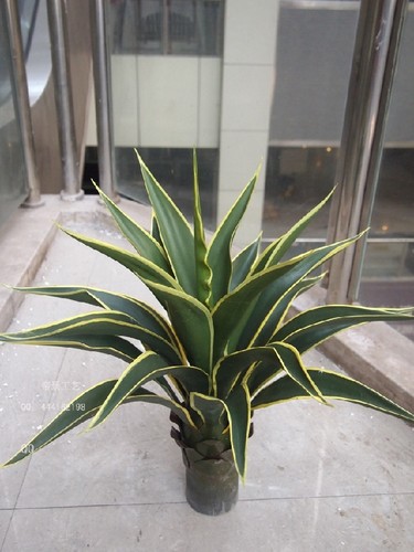 肉类皇冠黄边园林风入户高仿真