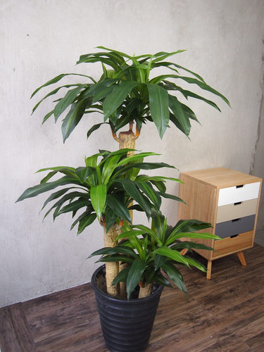 仿真植物树高仿巴西木办公装饰