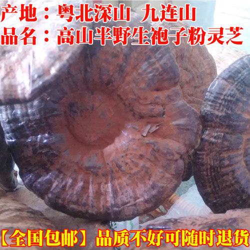 广东粤北河源特产野生袍子粉灵芝