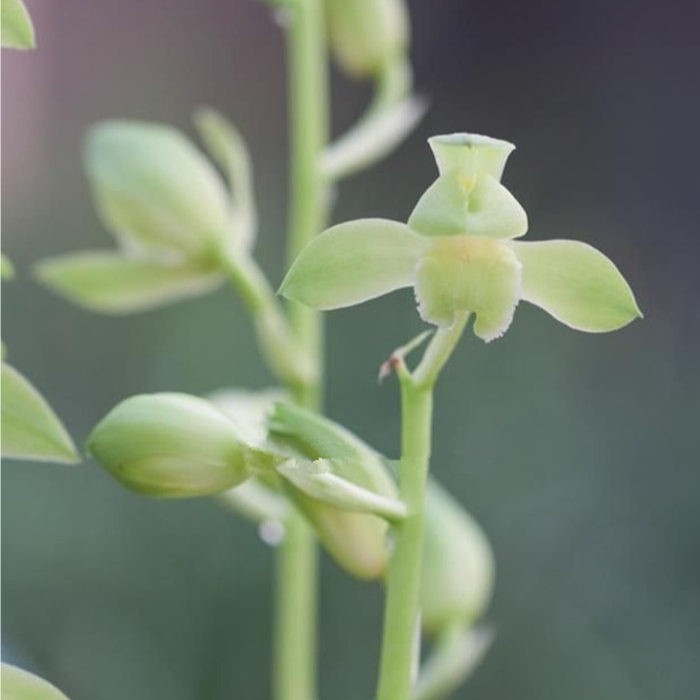 蕙兰荷塘月色素心兰花苗带花苞浓香室内办公客厅阳台绿植盆栽花卉