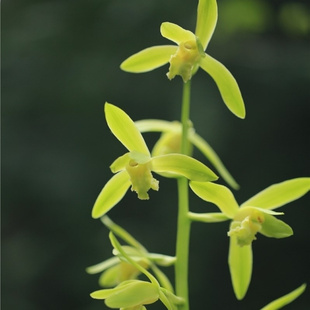 蕙兰温州素素心兰花苗带花苞浓香型室内阳台花卉盆栽