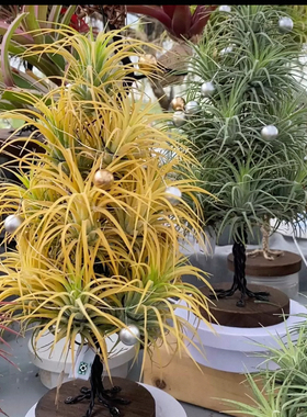 无土植物创意支架托悬挂室内桌面摆件绿植小盆栽好养空气凤梨