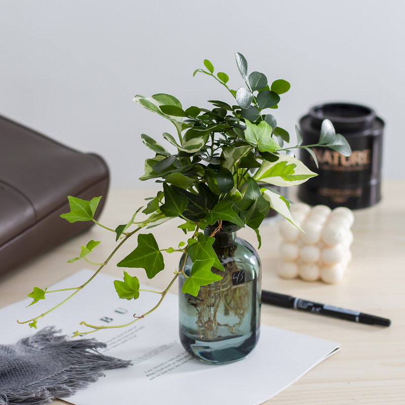 常春藤盆栽植物室内水养素材模板 常春藤盆栽植物室内水养图片下载 小麦优选