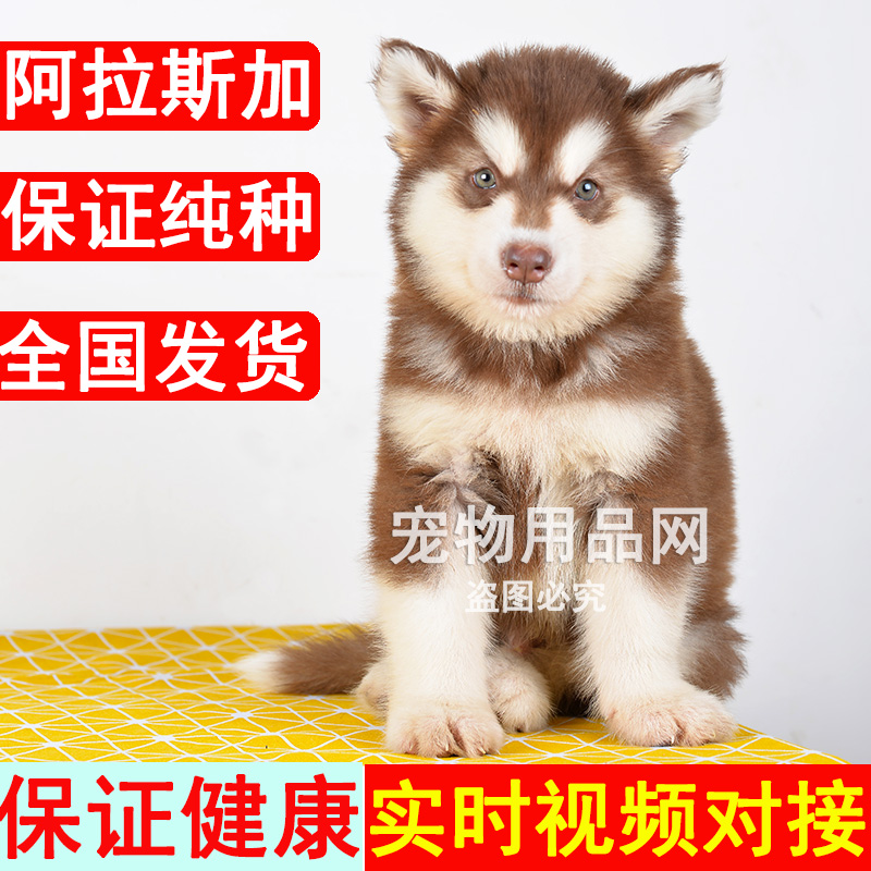 阿拉斯加雪橇犬纯种幼犬活体狗狗十字架红色灰色大型犬蓝眼