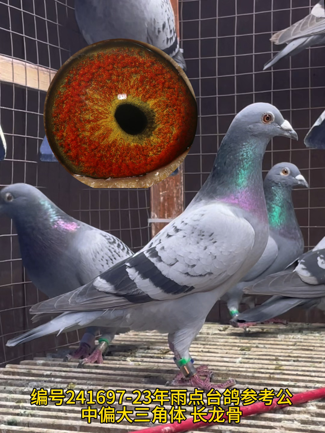 渔船精品高关台鸽台湾原环配对信鸽天落鸟赛鸽网鸽种鸽鸽子封环