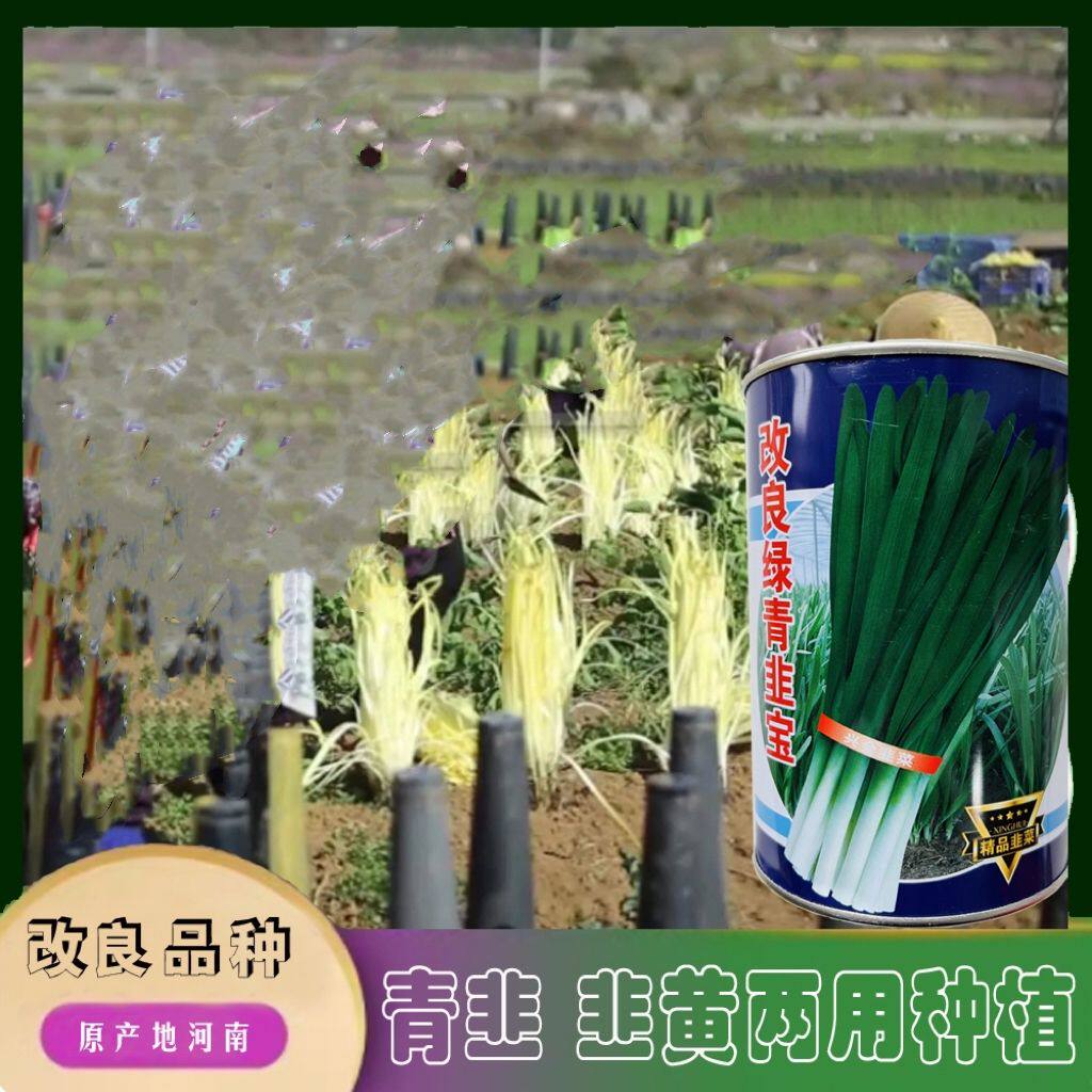 改良绿青韭宝韭菜种子高产耐寒韭菜种籽秋冬四季播多次收蔬菜种孑