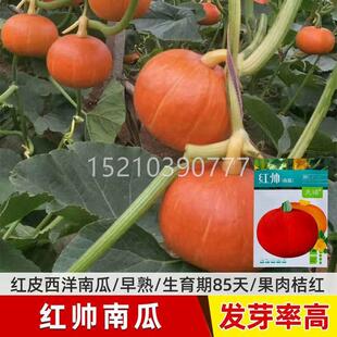 FSJ新品 种长蔓早熟大果扁圆瓜形瓜 红皮帅西洋南瓜 天禧红南种子