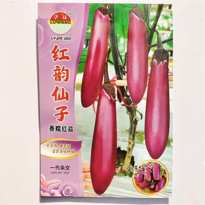 红运仙子茄子种子春秋粗棒形果皮红亮皮薄少籽黑妹早茄娇子长茄