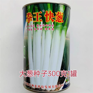 豫艺拳王快葱大葱种子高产生长快葱白长硬实葱叶墨绿春秋抗病葱种