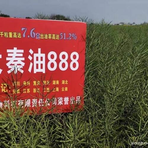 大8高秦油88菜种子陕西油菜新品种出油率抗倒抗病BBP强油油菜籽种