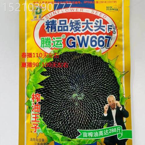 食葵矮大种子BEL头春季季食用观赏向大日夏葵种籽榨油葵弯头抗风