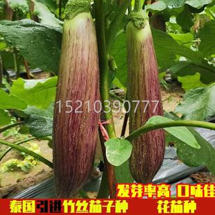 泰国花茄种茄子子正宗竹丝茄种ABX籽耐热春种高产抗病季苗秧蔬菜
