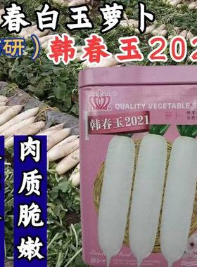 信研韩春玉201白萝卜基种子大2根高产花叶长罗卜籽KVB地专用春白