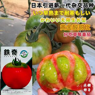 铁奇草莓番茄种子正宗铁皮柿子种籽东北油柿子大果口感好早熟种孑