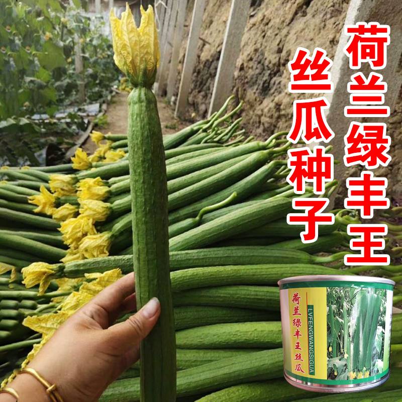 荷兰绿丰王丝瓜种子鲜绿长果高产抗病耐寒耐热商品性佳农家春秋播