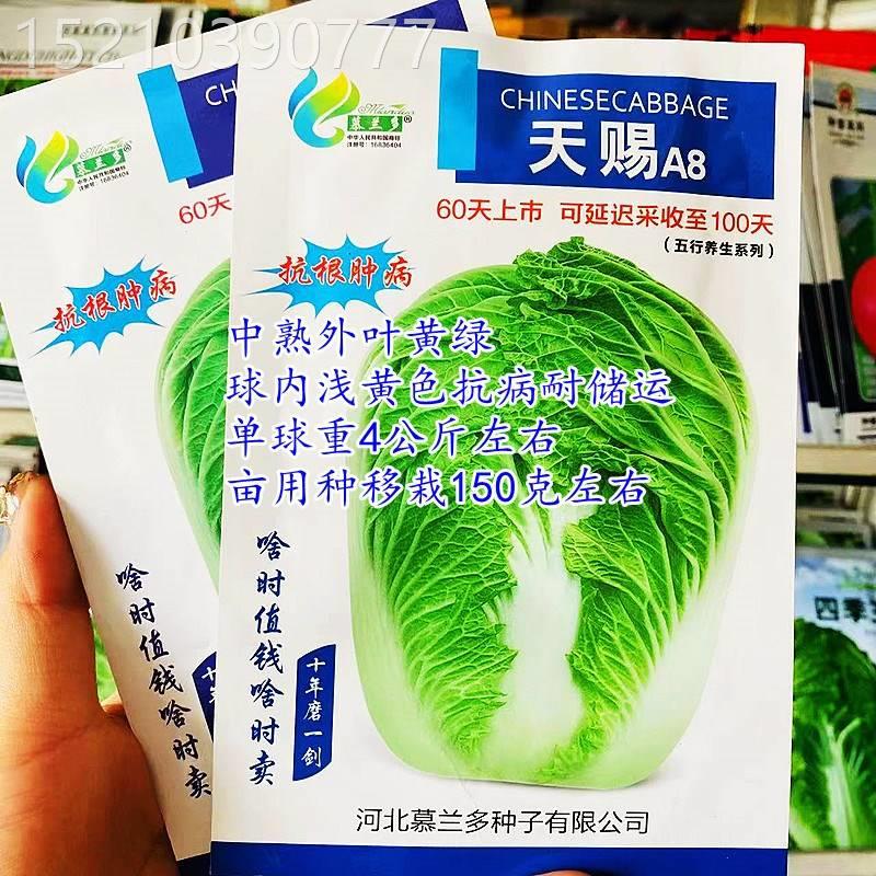 天赐大白菜种子优质高产抗根肿病商品性佳黄心菜农家秋季蔬菜种籽