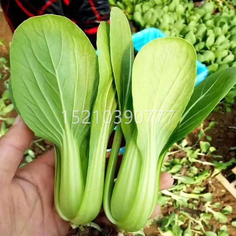 上XZI海青苏州青种子矮油脚青梗菜种籽小菜叶菜盆蔬菜有高栽产