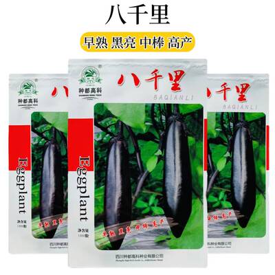 种都高科八千里杂交选育黑棒茄黑色油亮型黑棒茄基地品种
