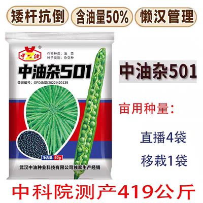 正品杂交矮杆高产油菜种子中油杂501抗寒抗冻抗病抗倒