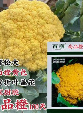 尚品橙100天橙黄色花菜种子彩色花椰菜种籽橙色免盖球松花菜种籽