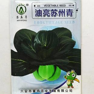 安益丰油苏州青种高产四倍子体QDF小白菜种束腰厚籽叶微甜亮青菜