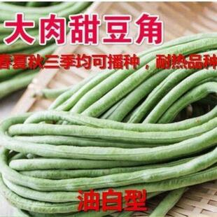 大肉甜豆角种子珠仔豆糯米豆角籽猪仔豆肉厚豇豆农家菜园蔬菜种子