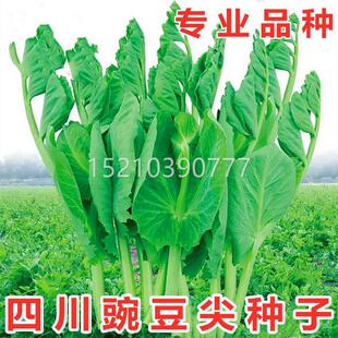 蔬菜孑四龙须豌豆苗荷 籽无须GNM豌苗豆种豌豆种籽尖芽苗菜种子季