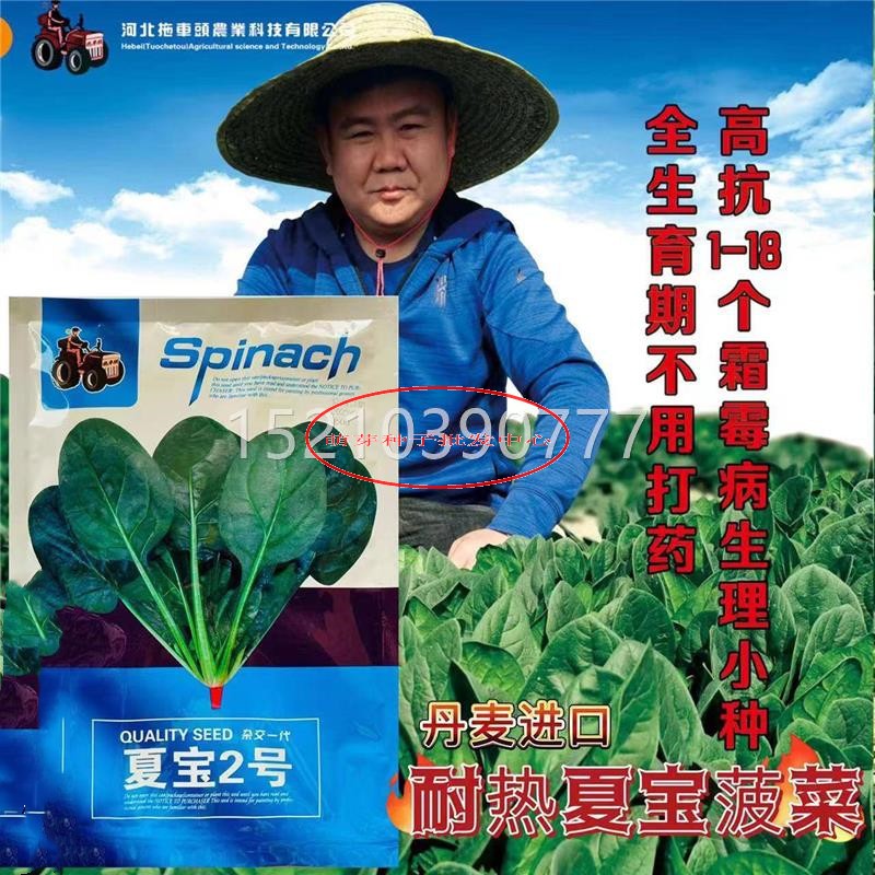 夏热宝2号抗热菠菜子丹麦进口种UDG优质耐高产耐抽苔圆叶菠菜夏秋