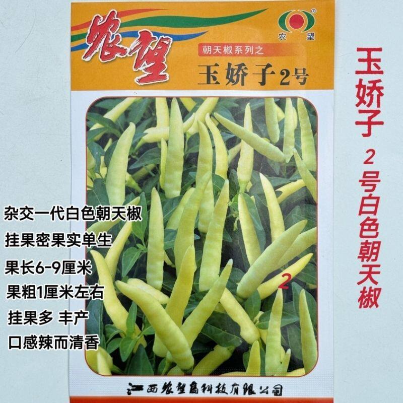 农望玉娇子2号白色朝天椒种子中熟白色小米辣长势强口感辣而清香