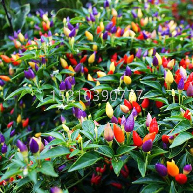 五彩椒种七彩辣米种籽四季朝天椒泡椒小辣椒种孑子南方盆OXA椒栽