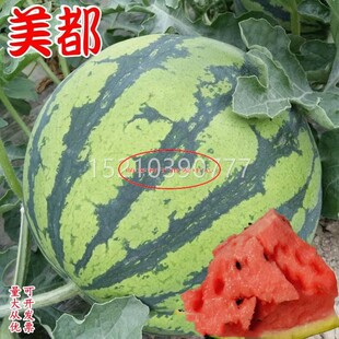 美都西瓜种子超南甜冰UQW糖麒麟84瓜24巨型西种盆方春季阳台栽蔬