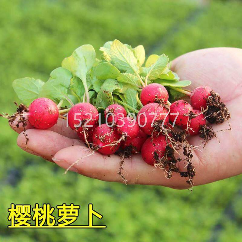 早熟水果栽樱桃小萝卜 种 春夏秋ebr四季播蔬菜籽阳台盆大子田易