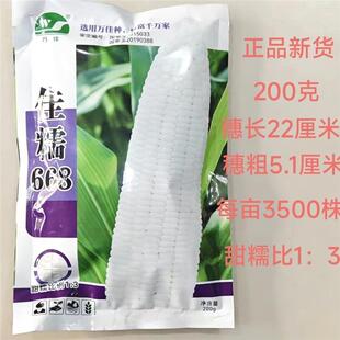 佳糯668甜糯玉米种子杂交鲜食甜加糯玉米种子口感好200克春秋种植