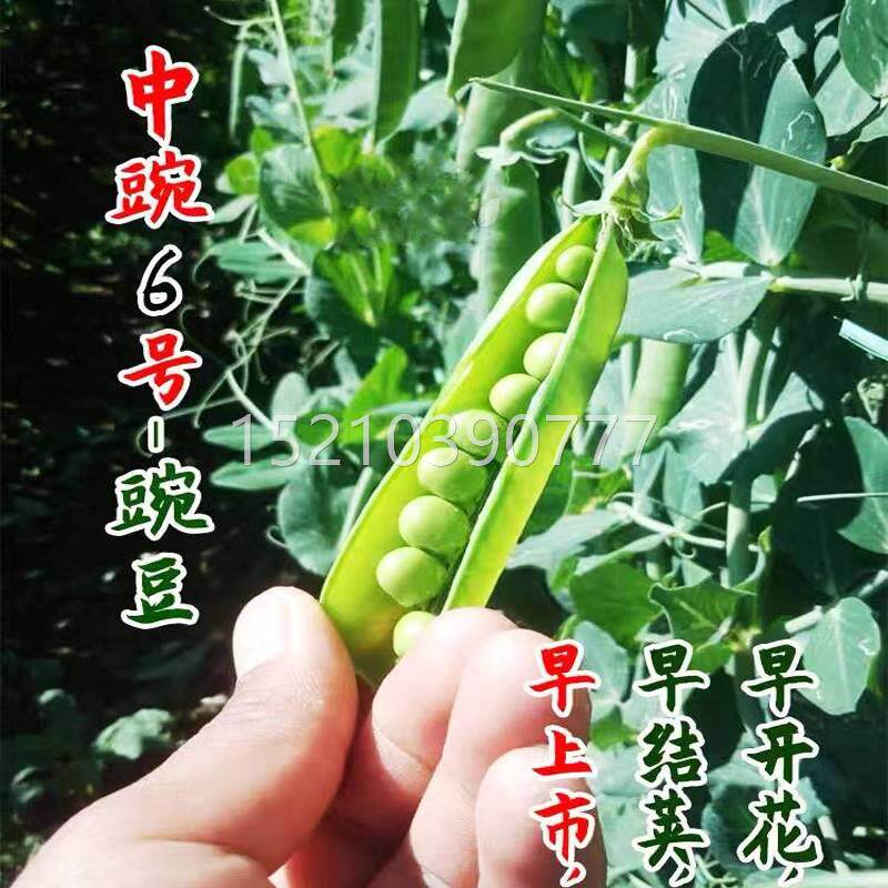 中豌六甜脆青水豌豆种豌子长寿仁菜豆籽果荷兰豆ckv号胖豆尖苗蔬
