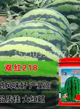 大齐双红218西瓜种子中熟椭圆形大红瓤大瓜籽耐高温干旱春JTT秋高