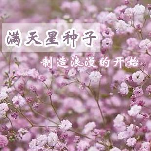 重瓣满天天星花子四种易VEL活花卉室内外阳台盆栽满星花种草季种