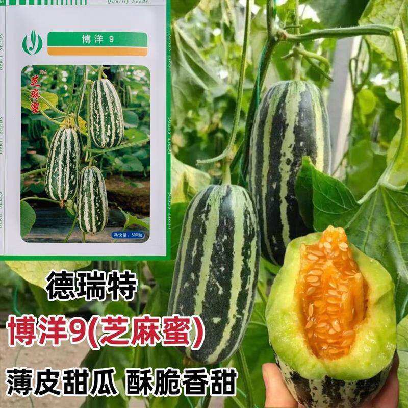 天津德瑞特博洋9号甜瓜种子芝麻蜜甜瓜小瓜籽花脆瓜薄皮九号
