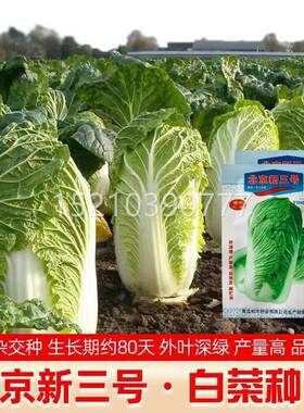 抗北新三号油绿型白菜籽冬储大BPZ白菜种病子大面地积种植基庭京
