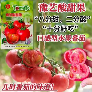 酸甜果番茄种子水果番茄种子酸甜好吃粉果西红柿种籽礼品番茄