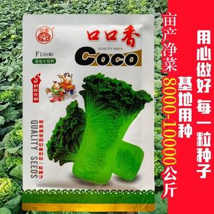 睦善口长口香子速快高桩直种筒青麻MJE叶包心白病菜高产抗秋季蔬