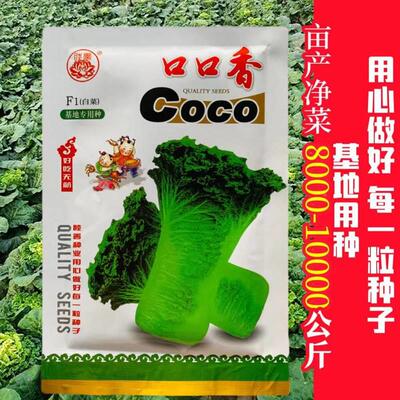 睦善口长口香子速快高桩直种筒青麻MJE叶包心白病菜高产抗秋季蔬
