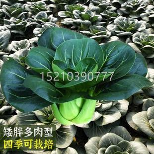 矮脚苏州黑青种子季油菜种籽上海青四青梗小白青菜农XHA叶家蔬菜